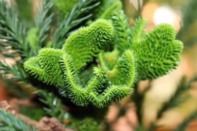 Cryptomeria japonica 'Cristata' - kryptomerie japonská - nové větévky 2